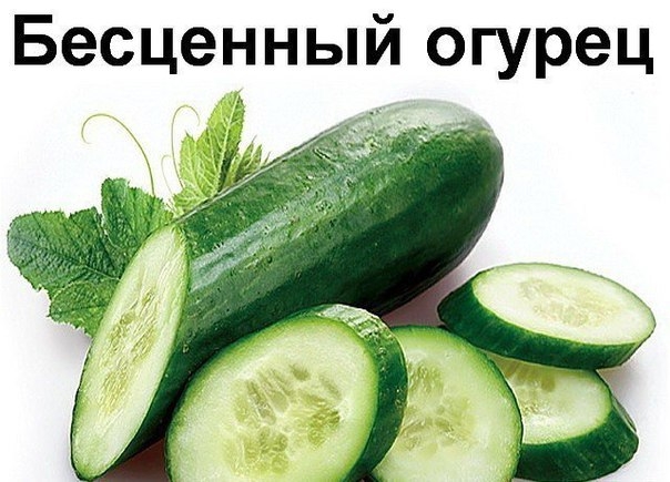 А вы знали, что такой привычный для нас овощ как огурец, который можно вырастить на грядке, либо куп А вы знали, что такой привычный для нас овощ как огурец, который можно вырастить на грядке, либо куп