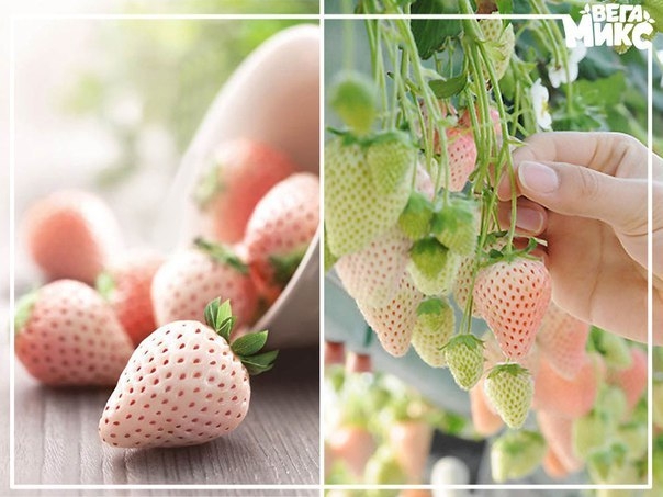Пайнберри. На вид - белая клубника, а на вкус, как ананас! Пайнберри. На вид - белая клубника, а на вкус, как ананас!