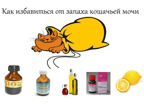 Как избавиться от запаха кошачьей мочи?