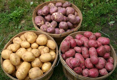 Хранение картофеля