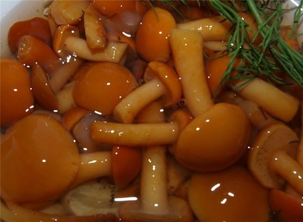 Маринованные опята с яблочным уксусом Маринованные опята с яблочным уксусом