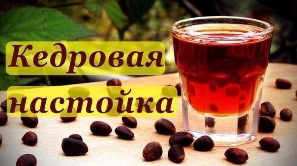 ЛЕЧЕБНАЯ КЕДРОВАЯ НАСТОЙКА!!! ЛЕЧЕБНАЯ КЕДРОВАЯ НАСТОЙКА!!!