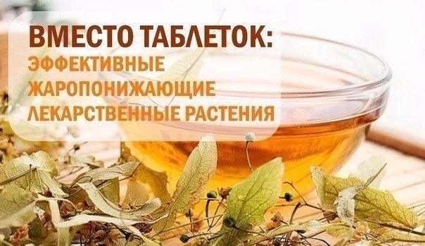 Самые эффективные жаропонижающие лекарственные растения вместо таблеток: Самые эффективные жаропонижающие лекарственные растения вместо таблеток:
