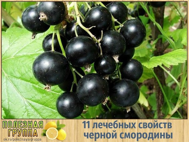 11 лечебных свойств черной смородины