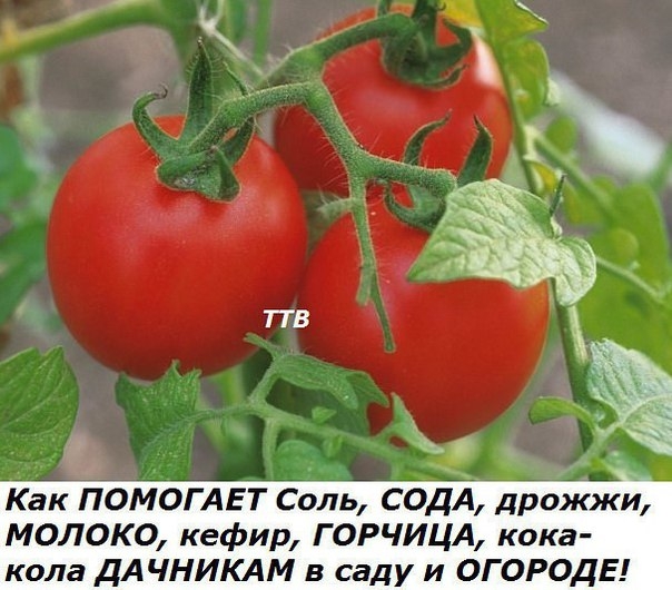 Как ПОМОГАЕТ Соль, СОДА, дрожжи, МОЛОКО, кефир, ГОРЧИЦА, кока-кола ДАЧНИКАМ в саду и ОГОРОДЕ