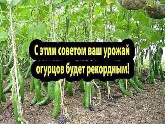 Хлеб - лучшая подкормка для огурцов! Хлеб - лучшая подкормка для огурцов!