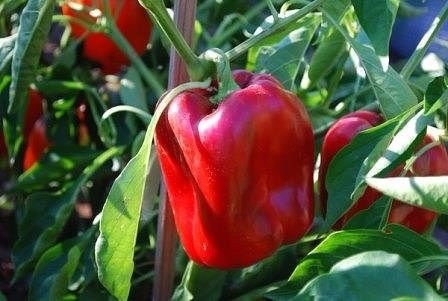 Когда высаживать перец на рассаду? Когда высаживать перец на рассаду?