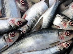 Сельдь: кулинарные советы