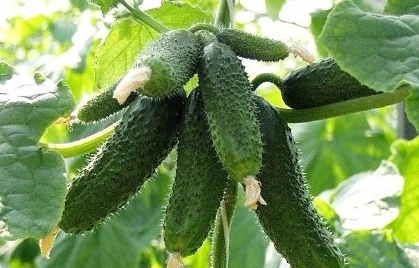 КАК ПОЛУЧАТЬ 20-25 РАННИХ ОГУРЦОВ С КУСТА!