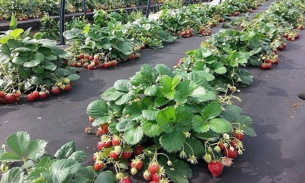 УВЕЛИЧИВАЕМ УРОЖАЙ КЛУБНИКИ НА 50%!