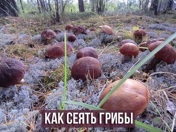 Грибные места: сделай сам Грибные места: сделай сам