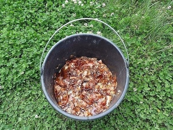 ЛУКОВАЯ ШЕЛУХА В БОРЬБЕ С ВРЕДИТЕЛЯМИ