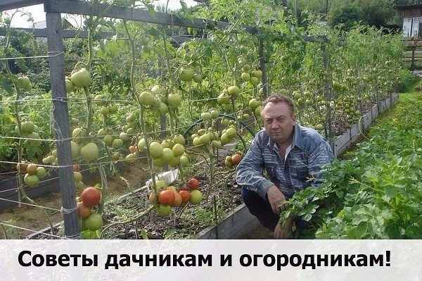Севооборот