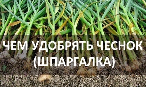 5 ОСОБЕННОСТЕЙ ВНЕСЕНИЯ УДОБРЕНИЯ ДЛЯ ЧЕСНОКА