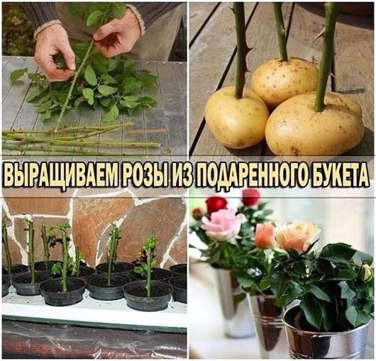 Не спешите выбрасывать букет Не спешите выбрасывать букет