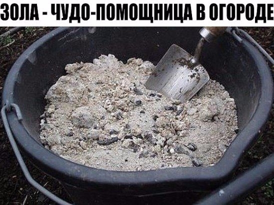 ЗОЛА - чудо-помощница в огороде ЗОЛА - чудо-помощница в огороде
