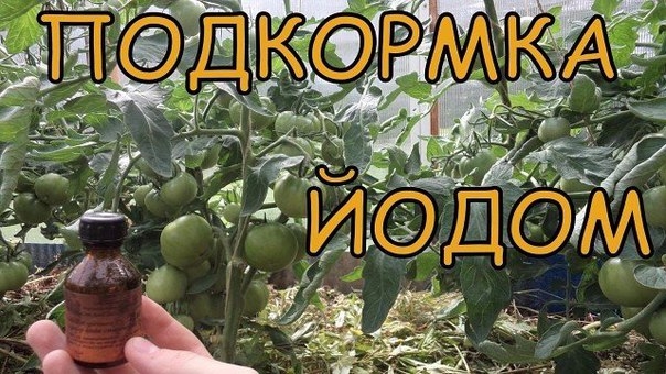 ВОСЕМЬ МАЛЕНЬКИХ СЕКРЕТИКОВ (САДОВОД - САДОВОДУ)