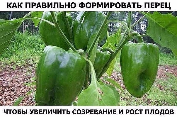 ПРАВИЛЬНОЕ ФОРМИРОВАНИЕ КУСТА ПЕРЦА ПРАВИЛЬНОЕ ФОРМИРОВАНИЕ КУСТА ПЕРЦА