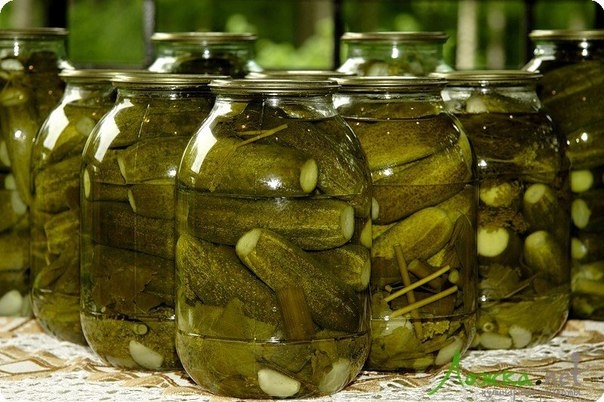 Засолка огурцов на зиму