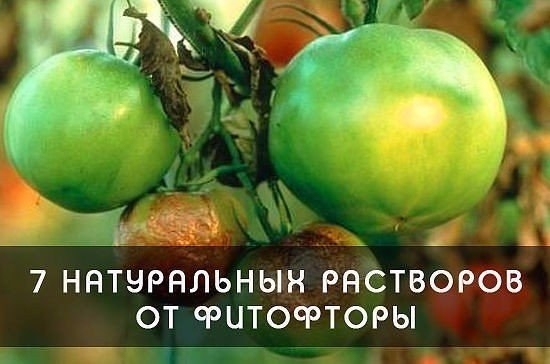 ФИТОФТОРА: КАК ИЗБАВИТЬ ТОМАТЫ ОТ ЗЛОСТНОГО НЕДУГА▼