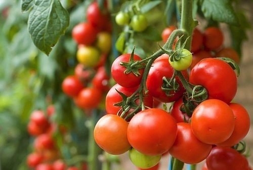 Томаты для ленивых