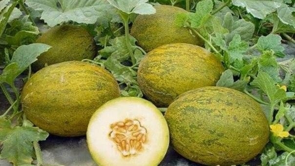 ПЯТЬ ХИТРОСТЕЙ ДЛЯ БОГАТОГО УРОЖАЯ БАХЧИ!
