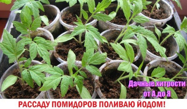 И СНОВА ПРО ЙОД