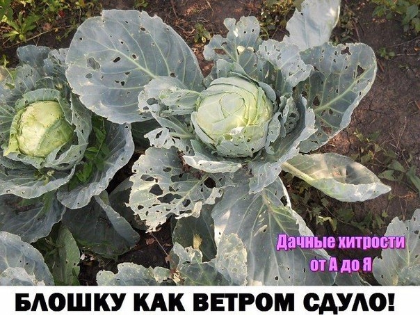 БЛОШКУ КАК ВЕТРОМ СДУЛО...