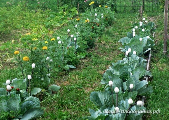 Яичная скорлупа в помощь огороднику- защита от болезней и вредителей