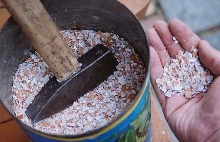 Как сделать удобрение для растений из яичной скорлупы?
