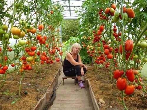 ОШИБКИ, МЕШАЮЩИЕ ВАШЕМУ ТОМАТУ РАСТИ