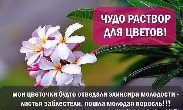 ЧУДО-РАСТВОР ДЛЯ КОМНАТНЫХ ЦВЕТОВ