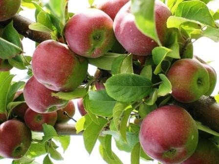 Какие продукты полезны осенью?