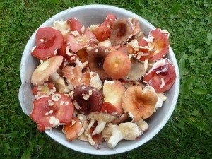 СЫРОЕЖКИ СОЛЕНЫЕ ПО - СТАРОРУССКИ