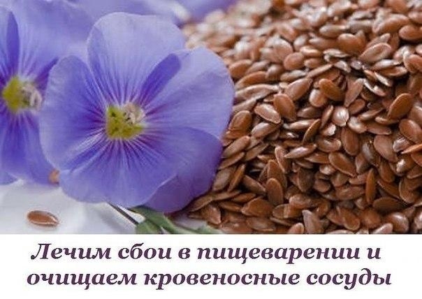 Лен. Лечим сбои в пищеварении и очищаем кровеносные сосуды.