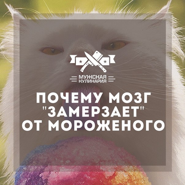 "ЗАМОРОЗКА МОЗГА" "ЗАМОРОЗКА МОЗГА"