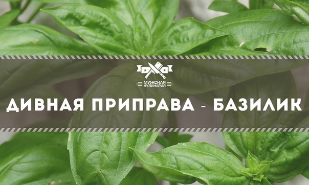 Факты о базилике