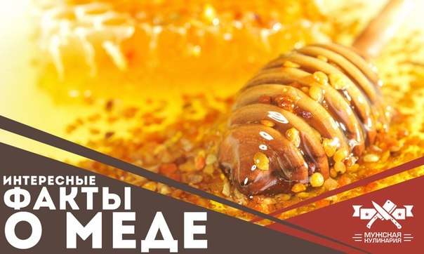 Интересные факты о меде Интересные факты о меде