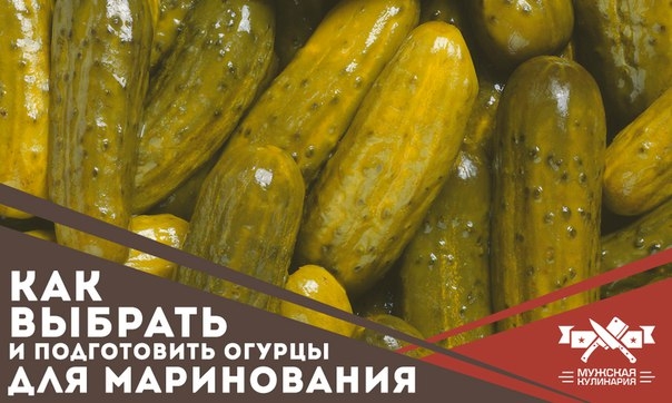 Как выбрать и подготовить огурцы для маринования Как выбрать и подготовить огурцы для маринования