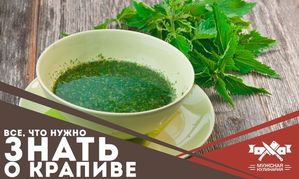 Все, что нужно знать о крапиве