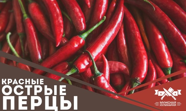 Красные острые перцы рода Капсикум Красные острые перцы рода Капсикум