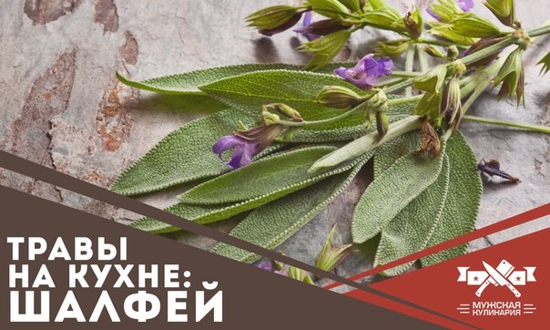 Травы на кухне: шалфей