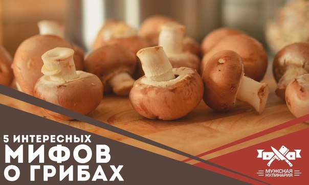 5 интересных мифов о грибах