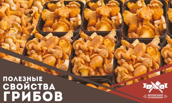 Полезные свойства грибов