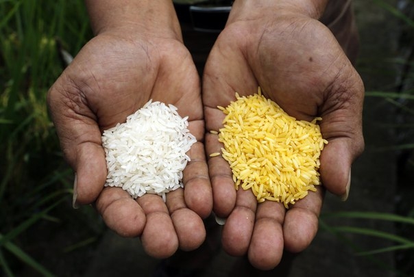 Golden Rice &mdash; это сорт искусственно созданного риса. Этот амбициозный проект по выведению генномодиф