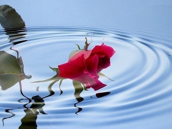 Как сделать, чтобы розы дольше стояли? Как сделать, чтобы розы дольше стояли?