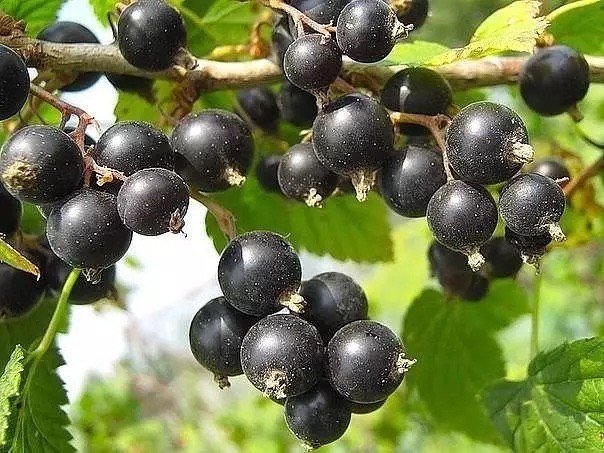 КАРТОФЕЛЬНЫЕ ОЧИСТКИ - ЛУЧШЕЕ УДОБРЕНИЕ ДЛЯ СМОРОДИНЫ