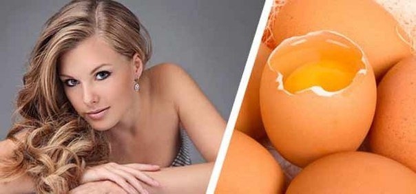 Яичные маски для волос. На заметку! Яичные маски для волос. На заметку!