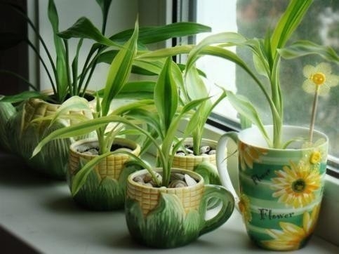 ● 10 растений, которые принесут в ваш дом любовь ●