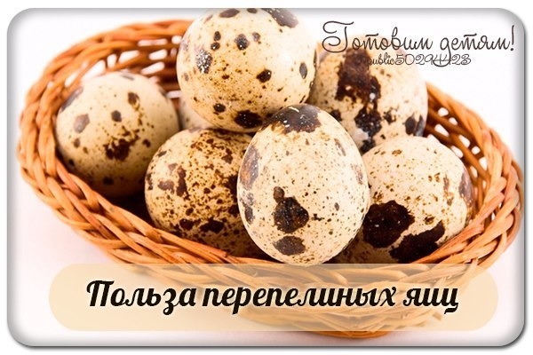 Польза перепелиных яиц